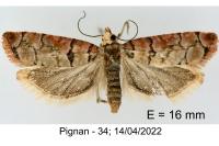 Pseudococcyx tessulatana