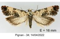Pontoturania posterana