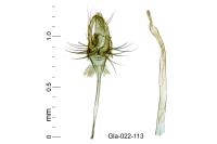 Acrolepiopsis vesperella