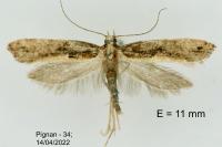 Acrolepiopsis vesperella