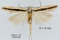 Mirificarma interrupta