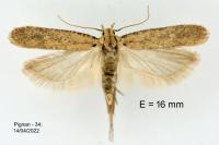 Platyedra subcinerea