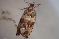 Celypha cespitana