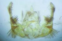 Celypha cespitana