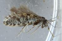 Bankesia conspurcatella