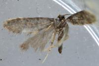 Bankesia conspurcatella
