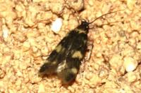 Oegoconia novimundi
