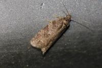 Cnephasia incertana