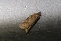 Cnephasia incertana