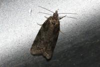 Cnephasia incertana