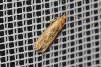 Eucosma cana