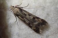 Sattleria breviramus