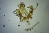 Sattleria breviramus