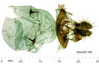 Pammene splendidulana
