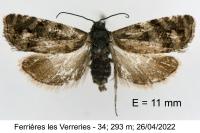 Pammene splendidulana