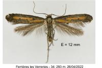 Ochromolopis ictella