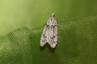 Diurnea fagella