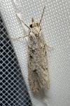 Diurnea fagella