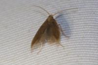 Coleophora