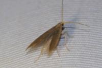 Coleophora