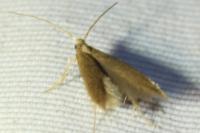 Coleophora