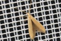 Coleophora