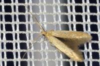 Coleophora
