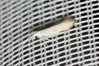 Coleophora