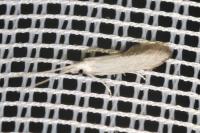 Coleophora
