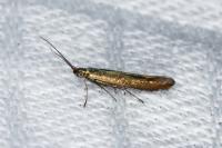 Coleophora