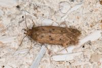 Bryotropha terrella