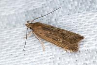 Helcystogramma triannulella