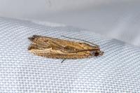 Bactra venosana