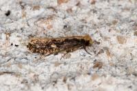 Monopis crocicapitella