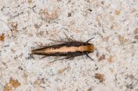 Monopis crocicapitella