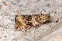 Celypha lacunana
