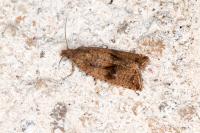 Celypha striana