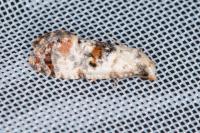 Neocochylis hybridella
