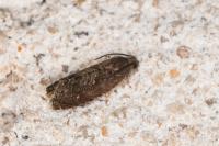 Grapholita molesta