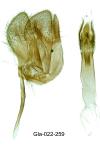 Monopis imella