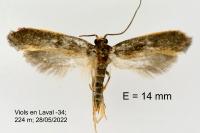 Monopis imella
