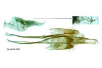Monopis obviella