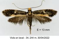 Monopis obviella