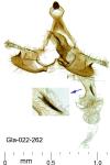 Coleophora variicornis