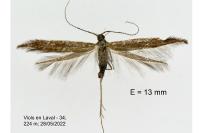 Coleophora variicornis