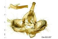 Choristoneura hebenstreitella