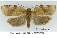 Choristoneura hebenstreitella