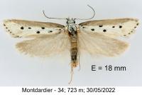 Ethmia terminella