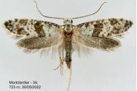 Scythropia crataegella