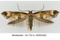 Epermenia pontificella
